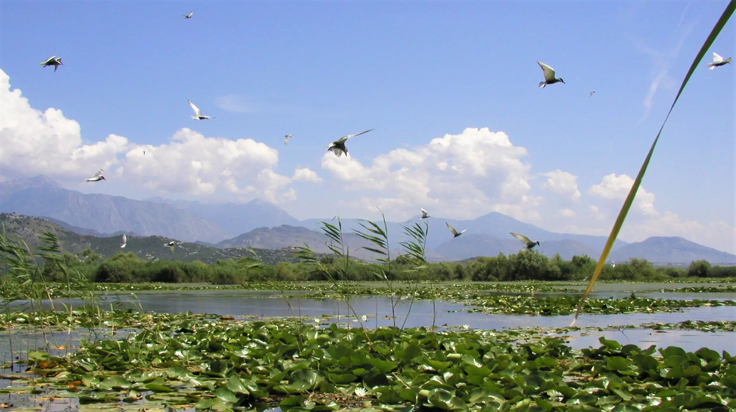 Birdwatching Montenegro