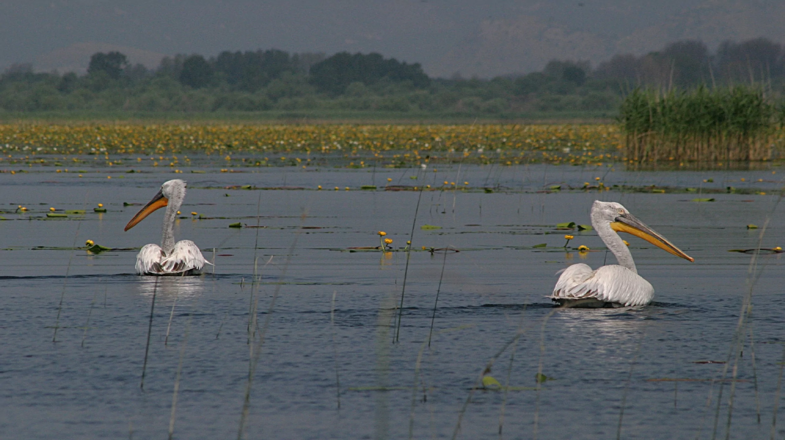 Birdwatching pelican Montenegro