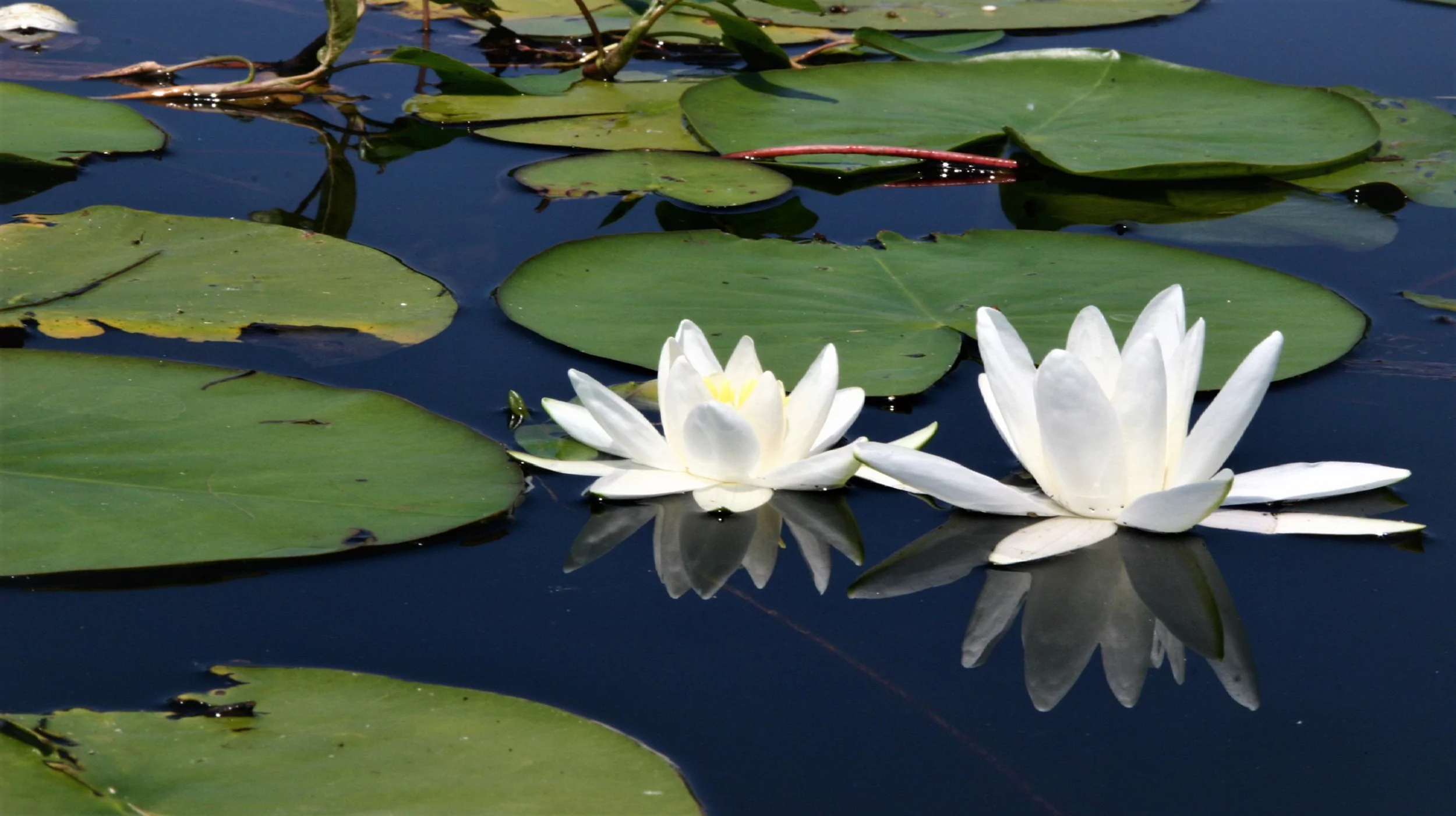 Water lilly Skadar Lake