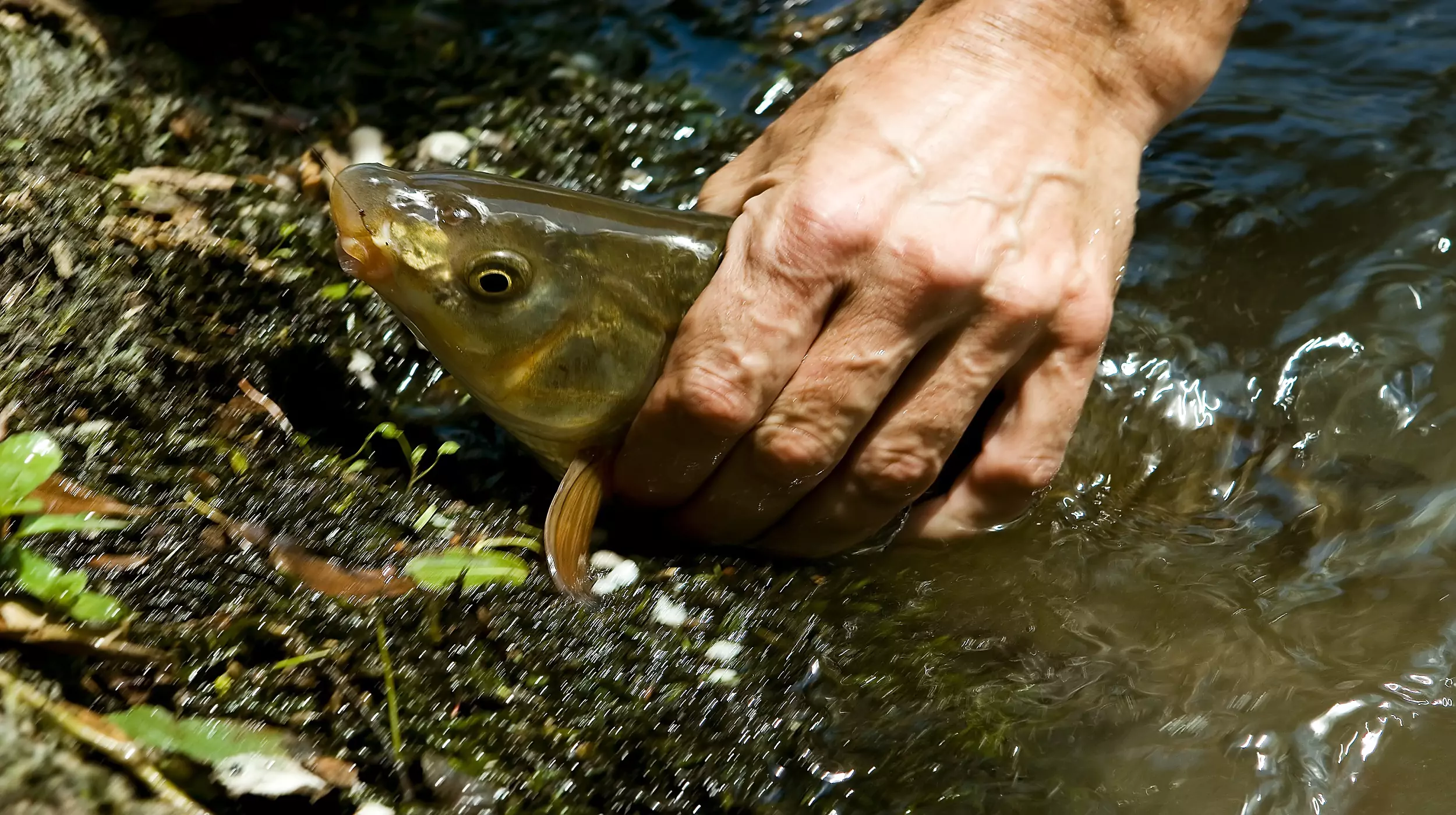 Flyfishing in Montenegro