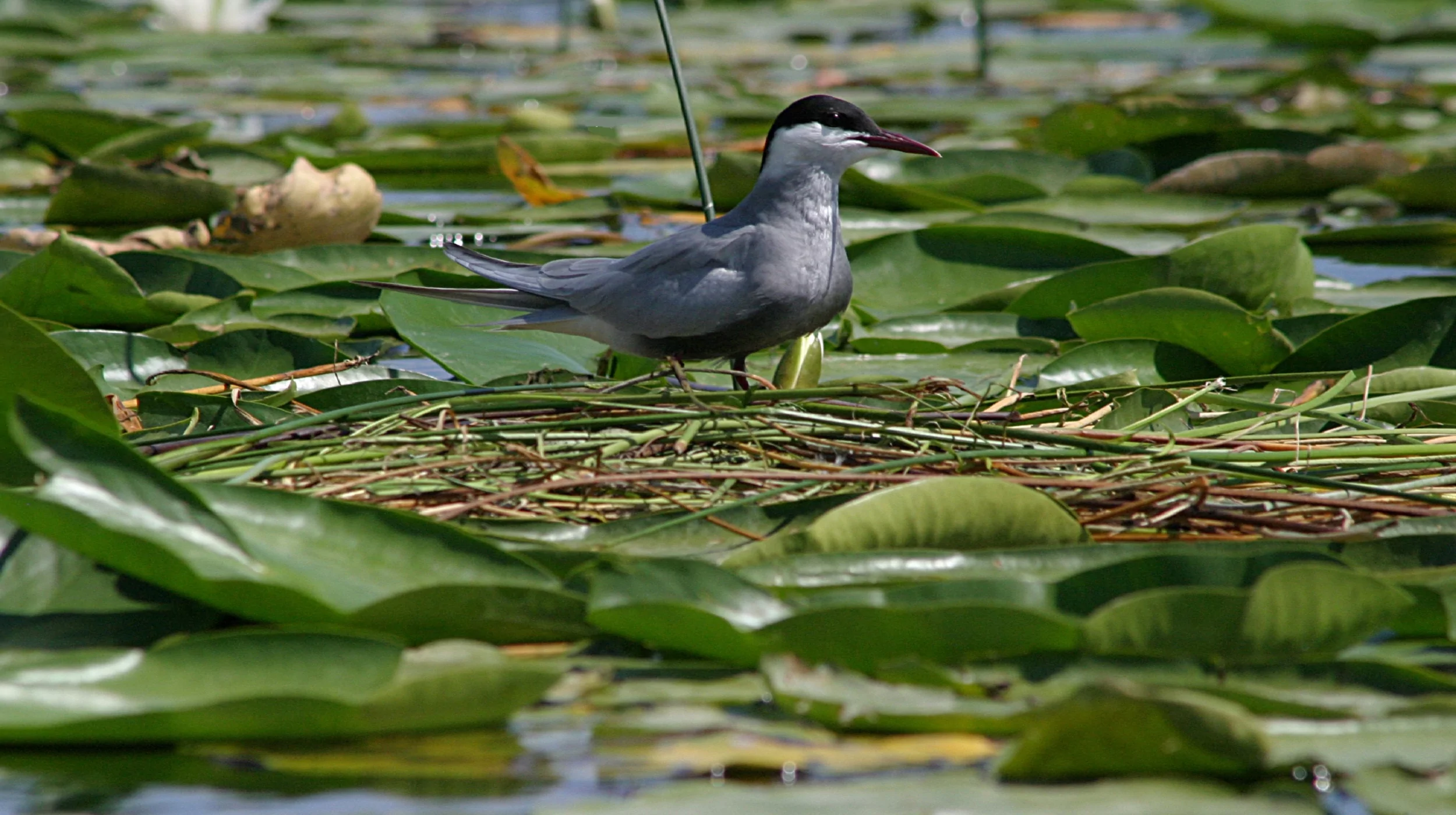 Birdwatching Montenegro